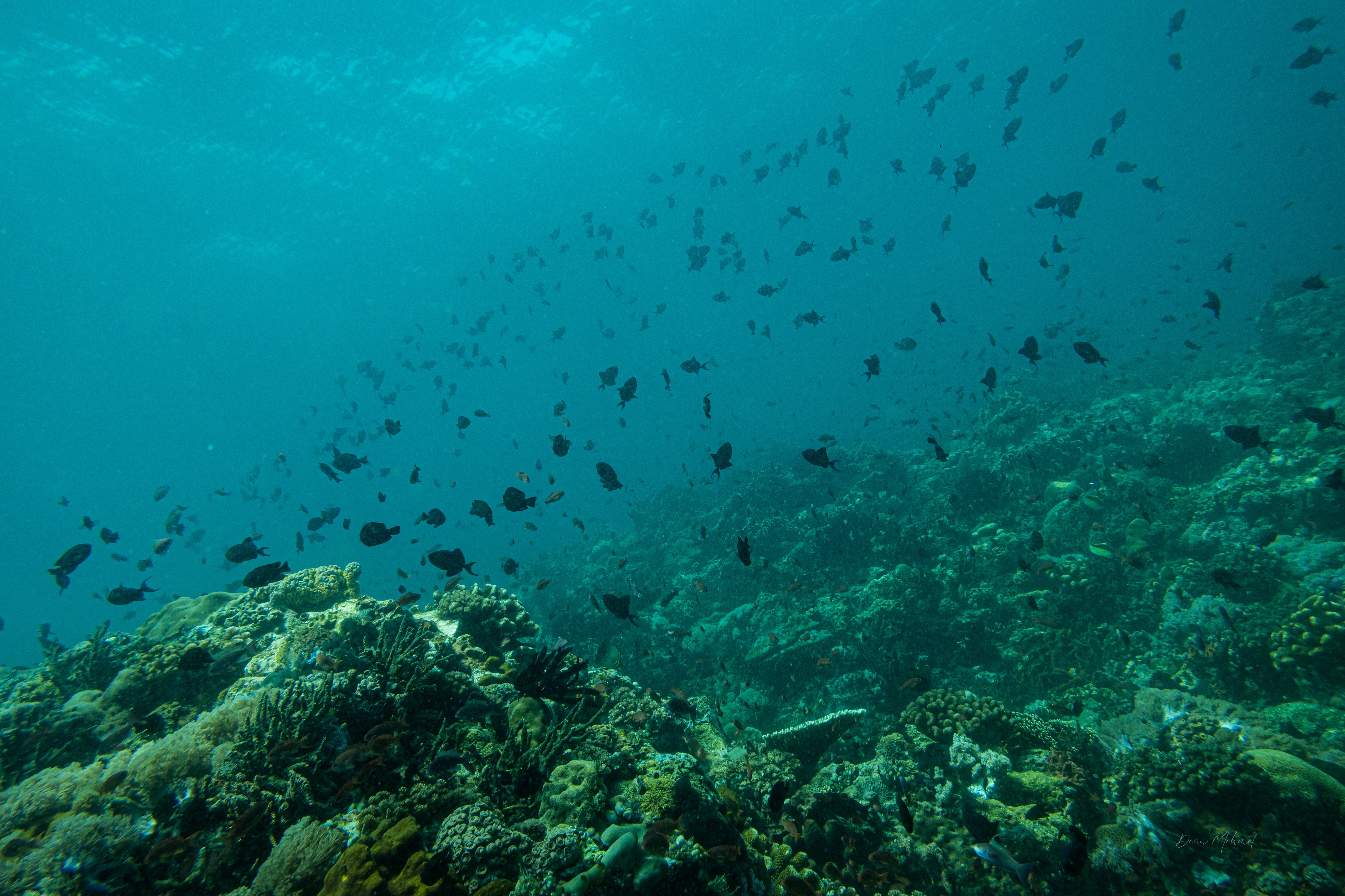Redtooth Triggerfish