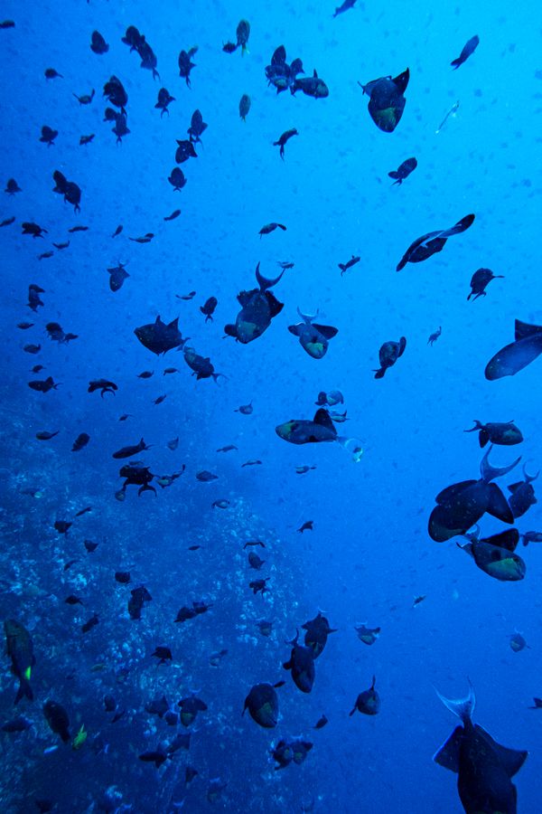 Redtooth Triggerfish - Photo 5