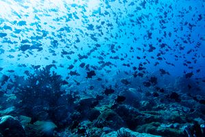 Redtooth Triggerfish
