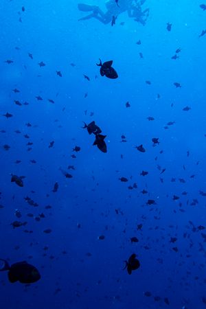 Redtooth Triggerfish