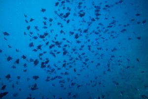 Redtooth Triggerfish