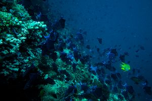 Redtooth Triggerfish