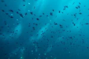 Redtooth Triggerfish
