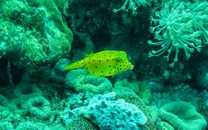 Boxfish representative species