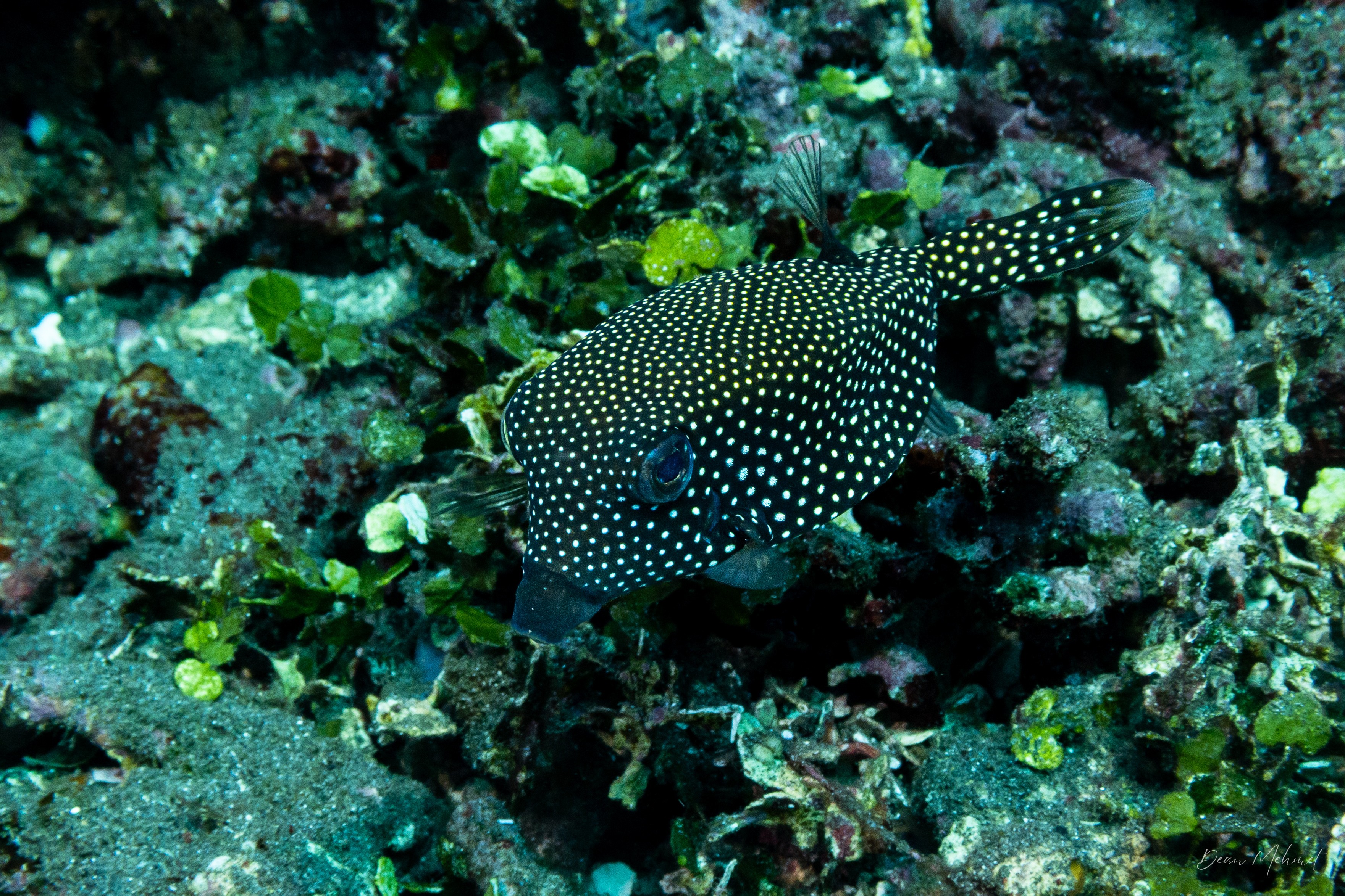 Black Boxfish