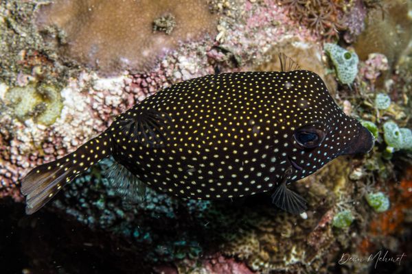 Black Boxfish - Photo 1