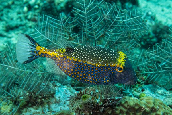 Black Boxfish - Photo 2