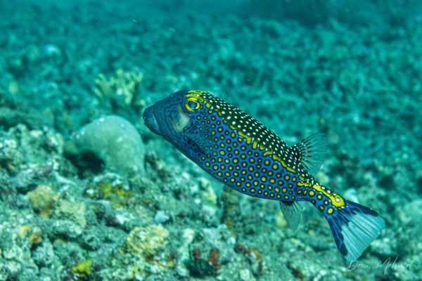Black Boxfish - Photo 3