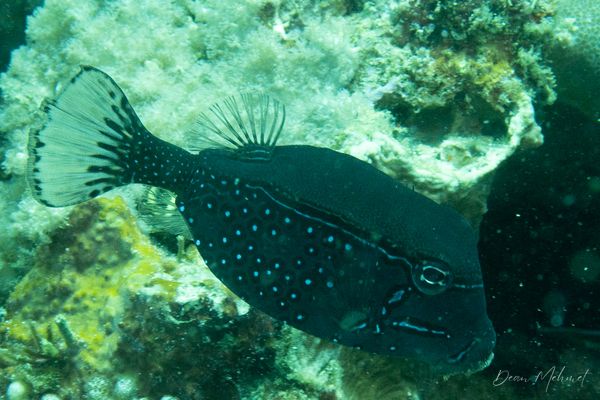 Striped Boxfish - Puerto Galera - 21 May 2026 - Dive 2 - Fantasea Reef