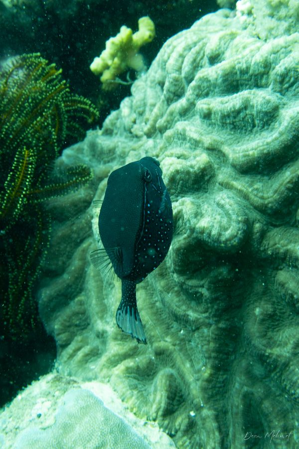 Striped Boxfish - Puerto Galera - 21 May 2026 - Dive 2 - Fantasea Reef