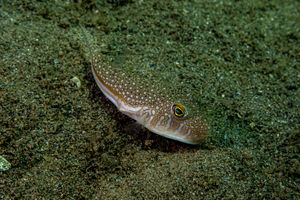 Flavimaculosus Puffer representative species