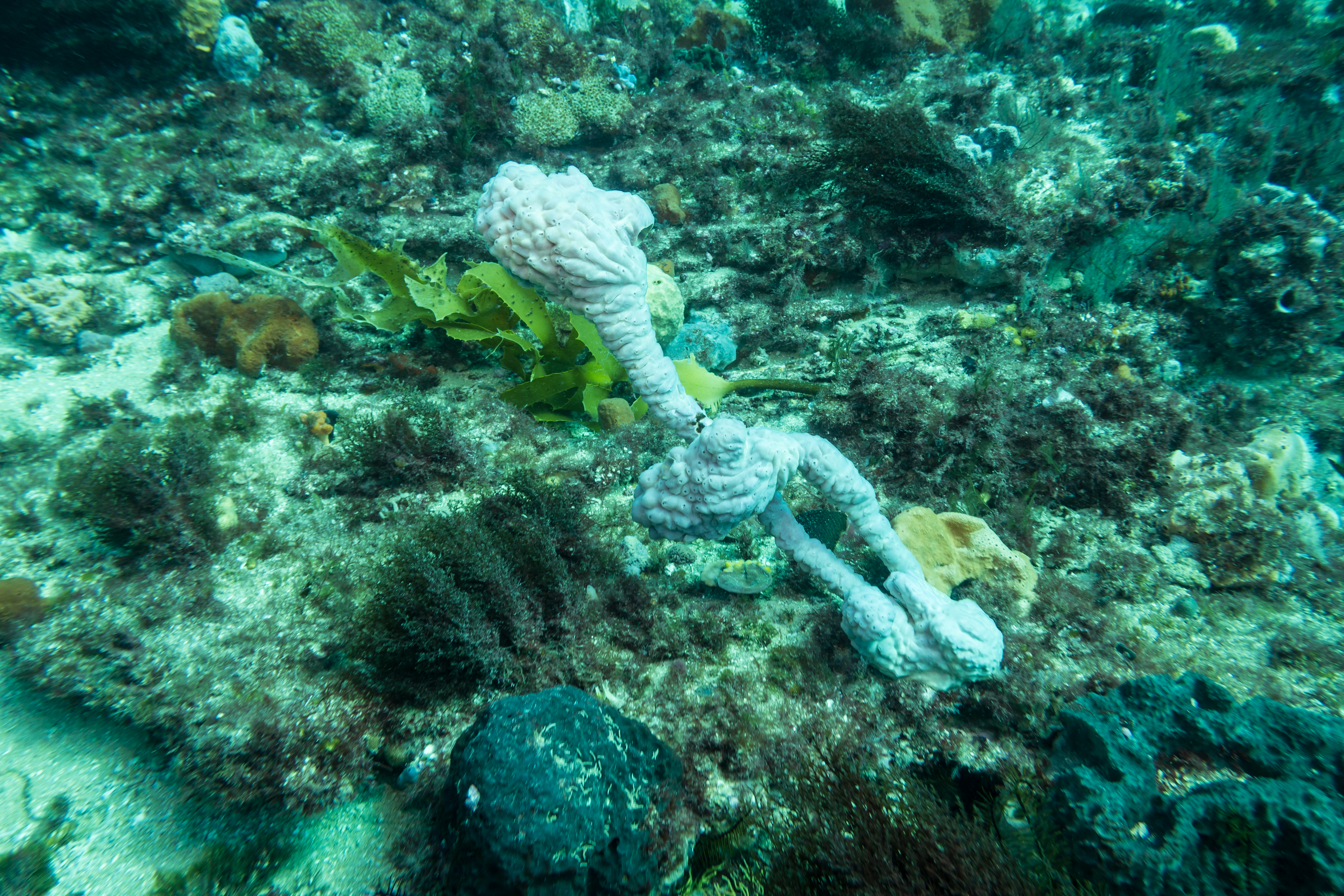 Giant Sea Tulip