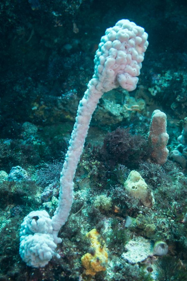 Giant Sea Tulip - Photo 1
