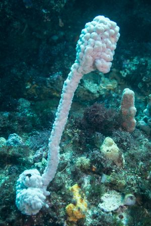 Sea Squirts representative species