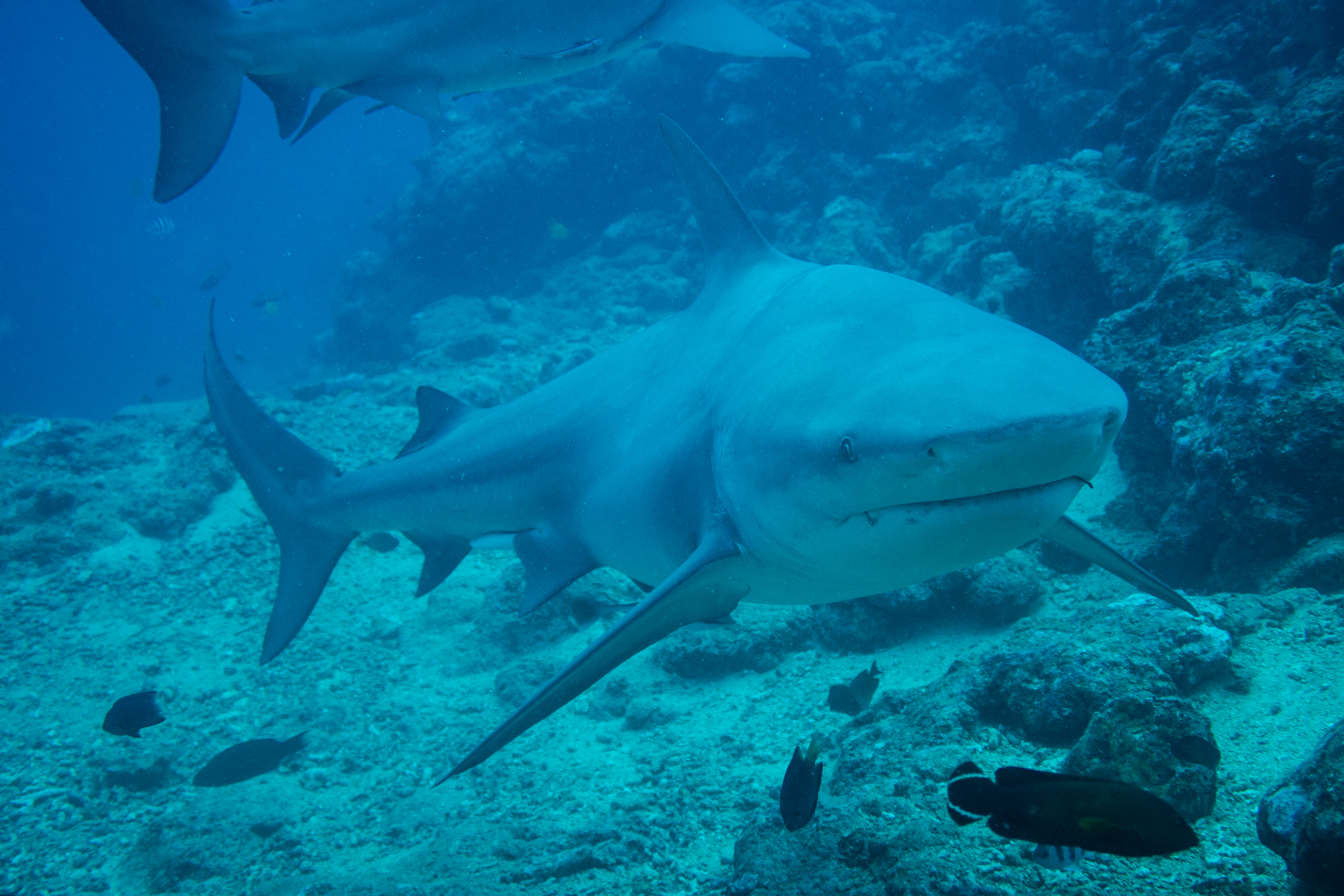 Bull Shark