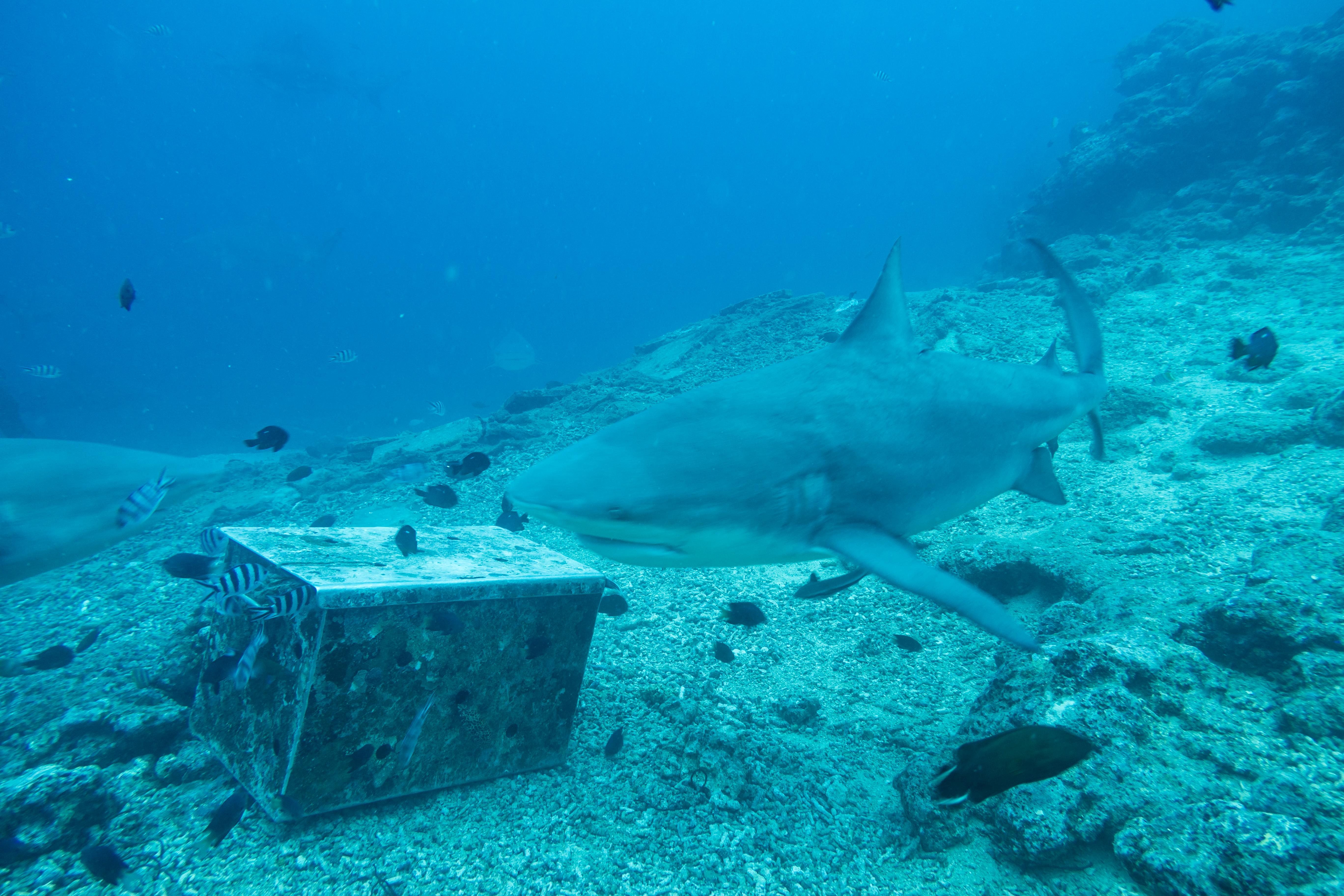 Bull Shark