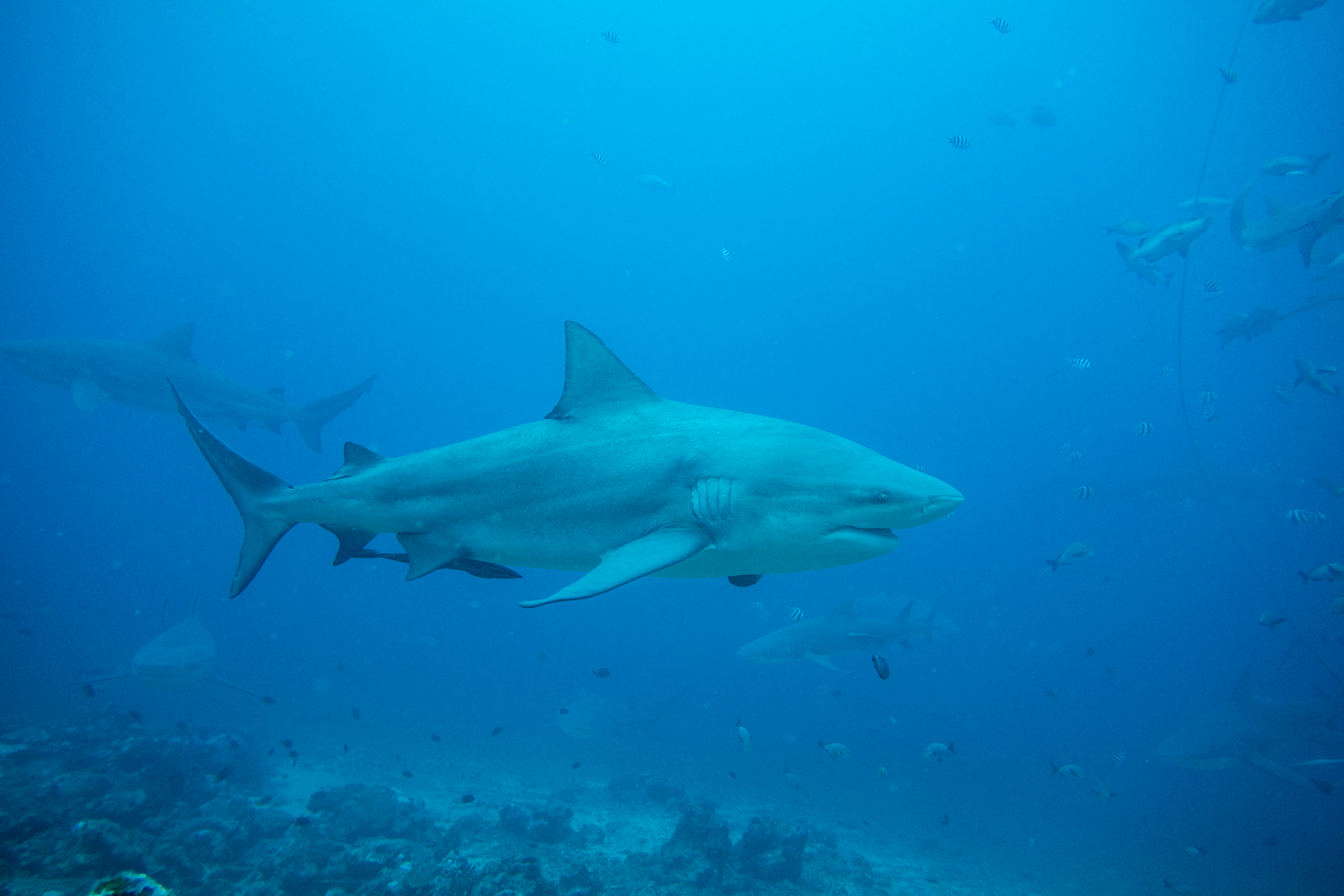 Bull Shark