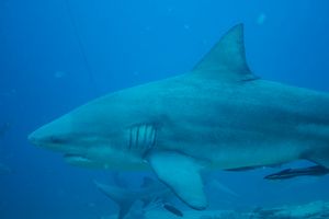 Bull Shark
