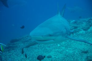 Bull Shark