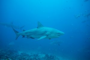 Bull Shark