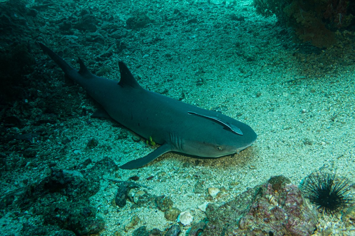 Whitetip Reef Shark