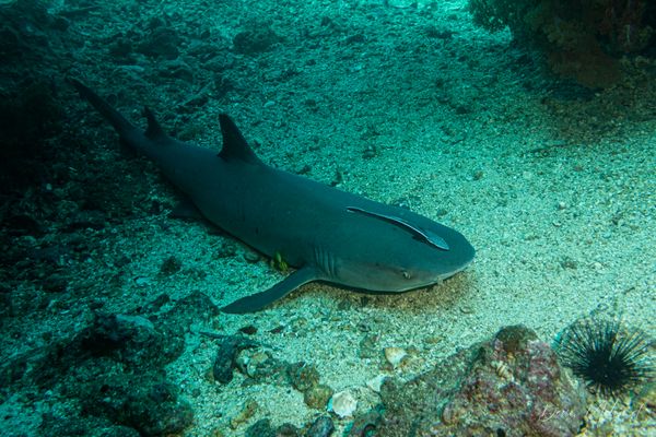 Whitetip Reef Shark