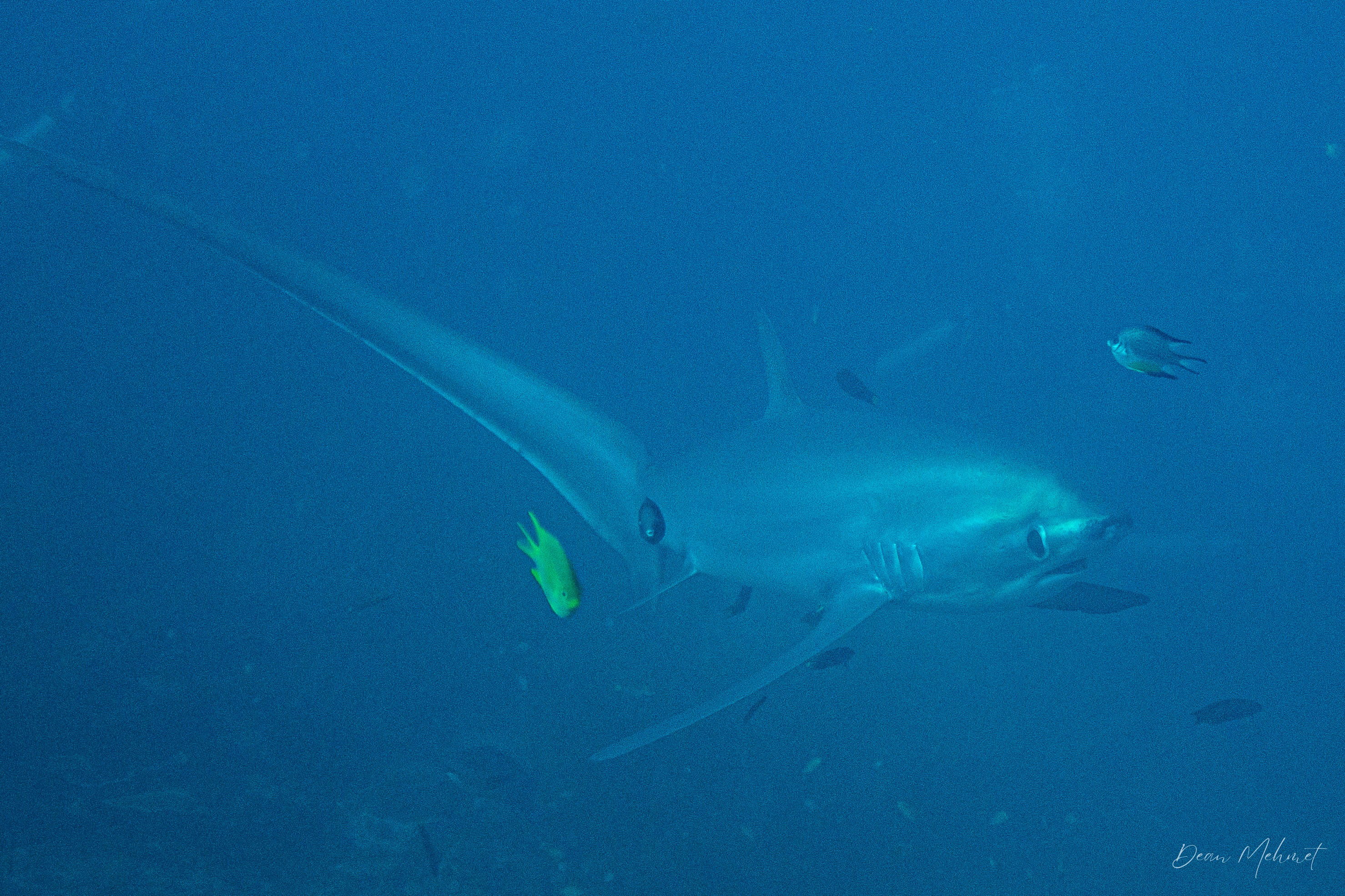 Pelagic Thresher Shark