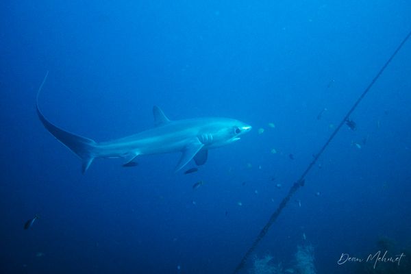 Pelagic Thresher Shark - Malapascua, PH - 4 August 2026 - Dive 1 - Kimud Shoal