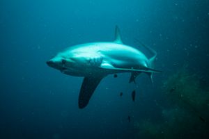 Pelagic Thresher Shark
