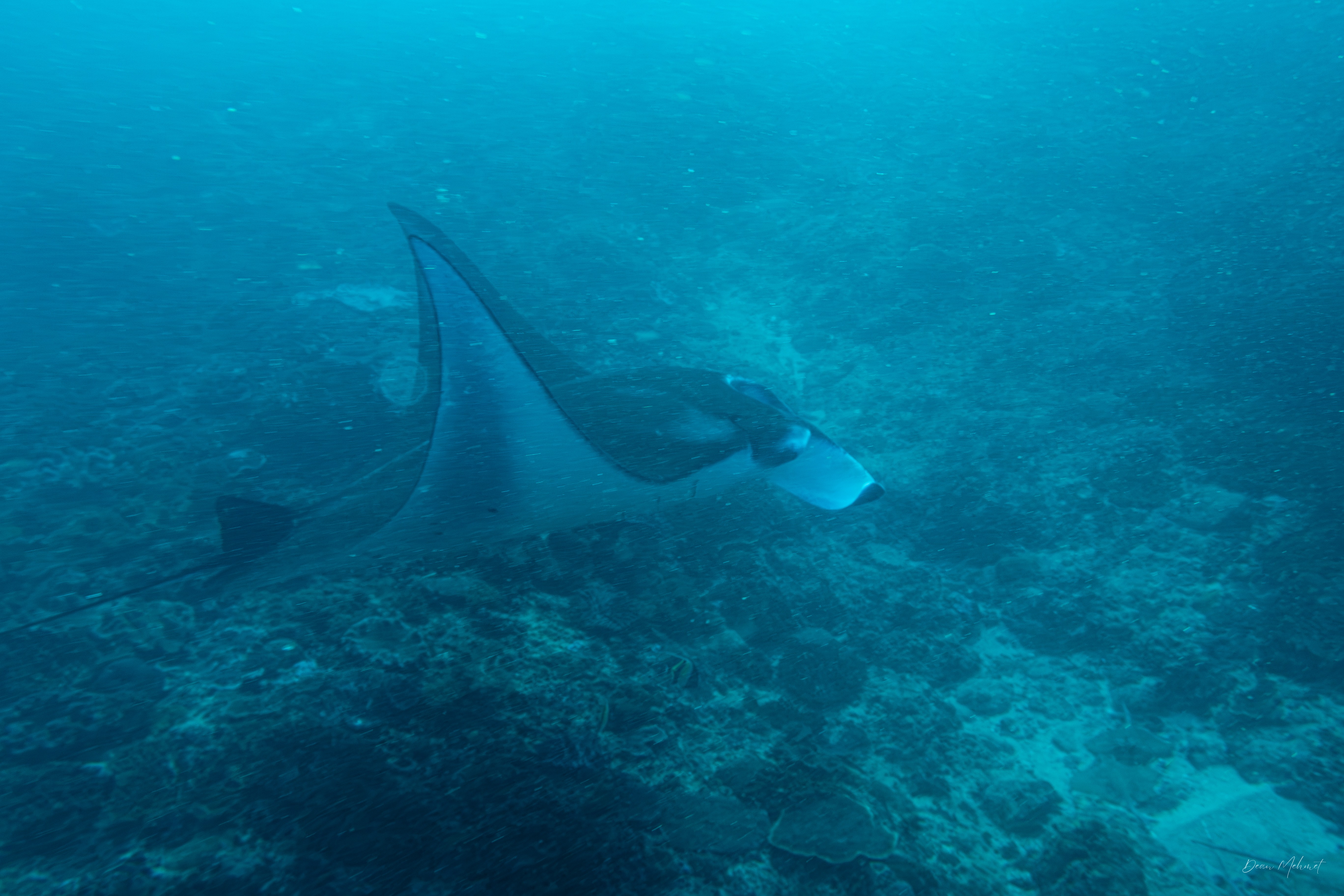 Reef Manta Ray
