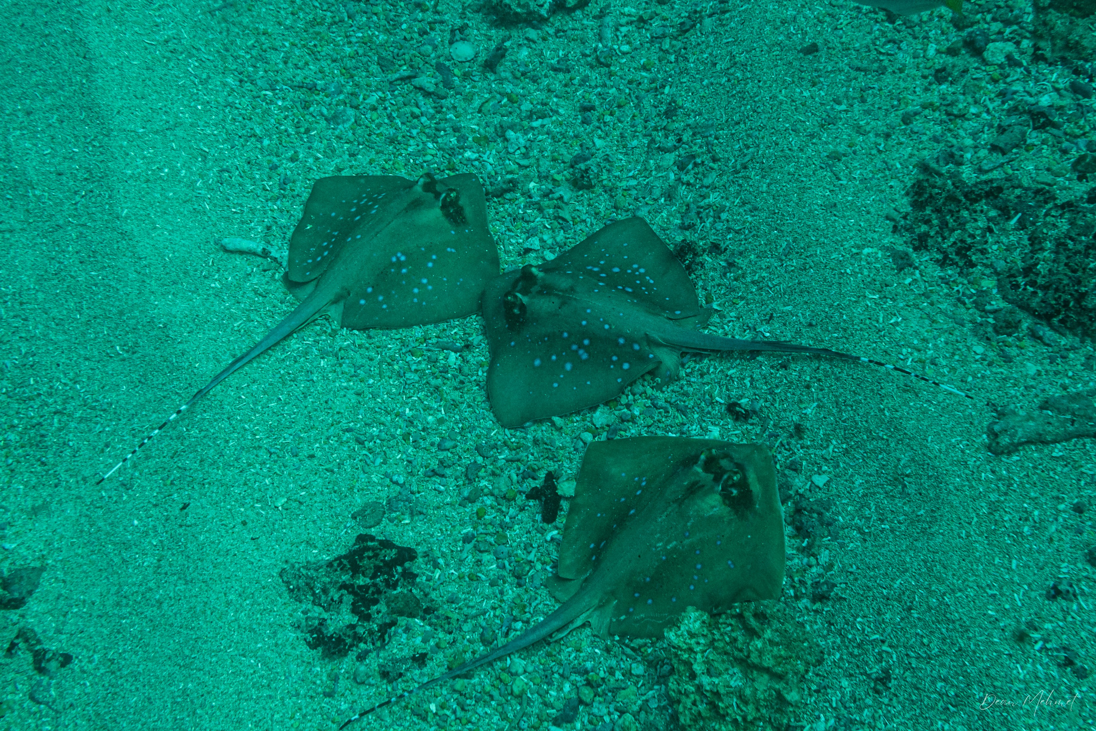 Oriental Bluespotted Maskray