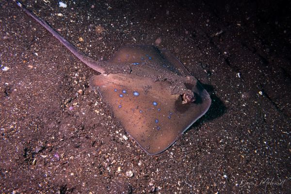 Oriental Bluespotted Maskray - Photo 1