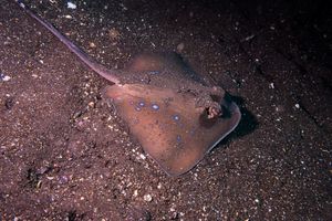Cartilaginous Fishes representative species