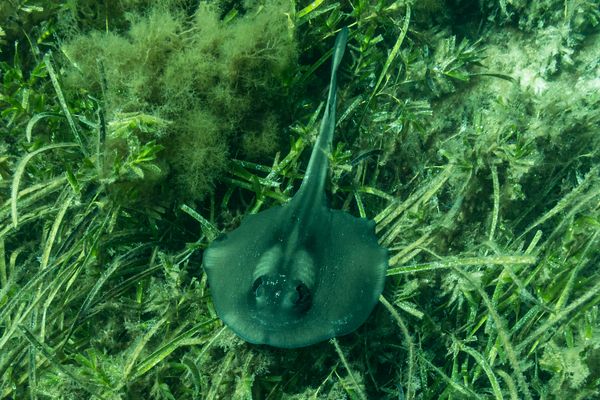 Striped Stingaree - Photo 1