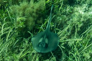 Cartilaginous Fishes representative species