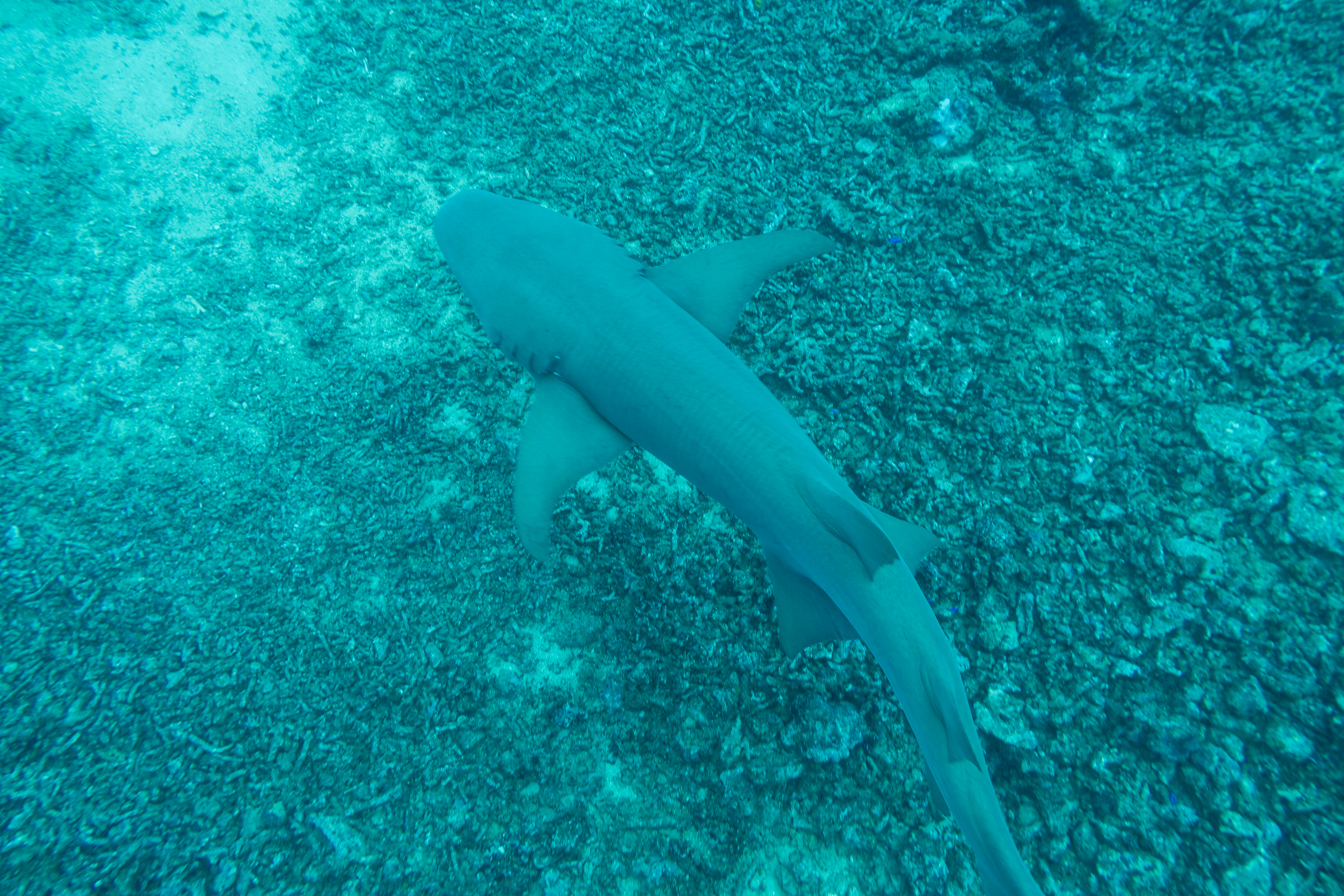 Tawny Nurse Shark