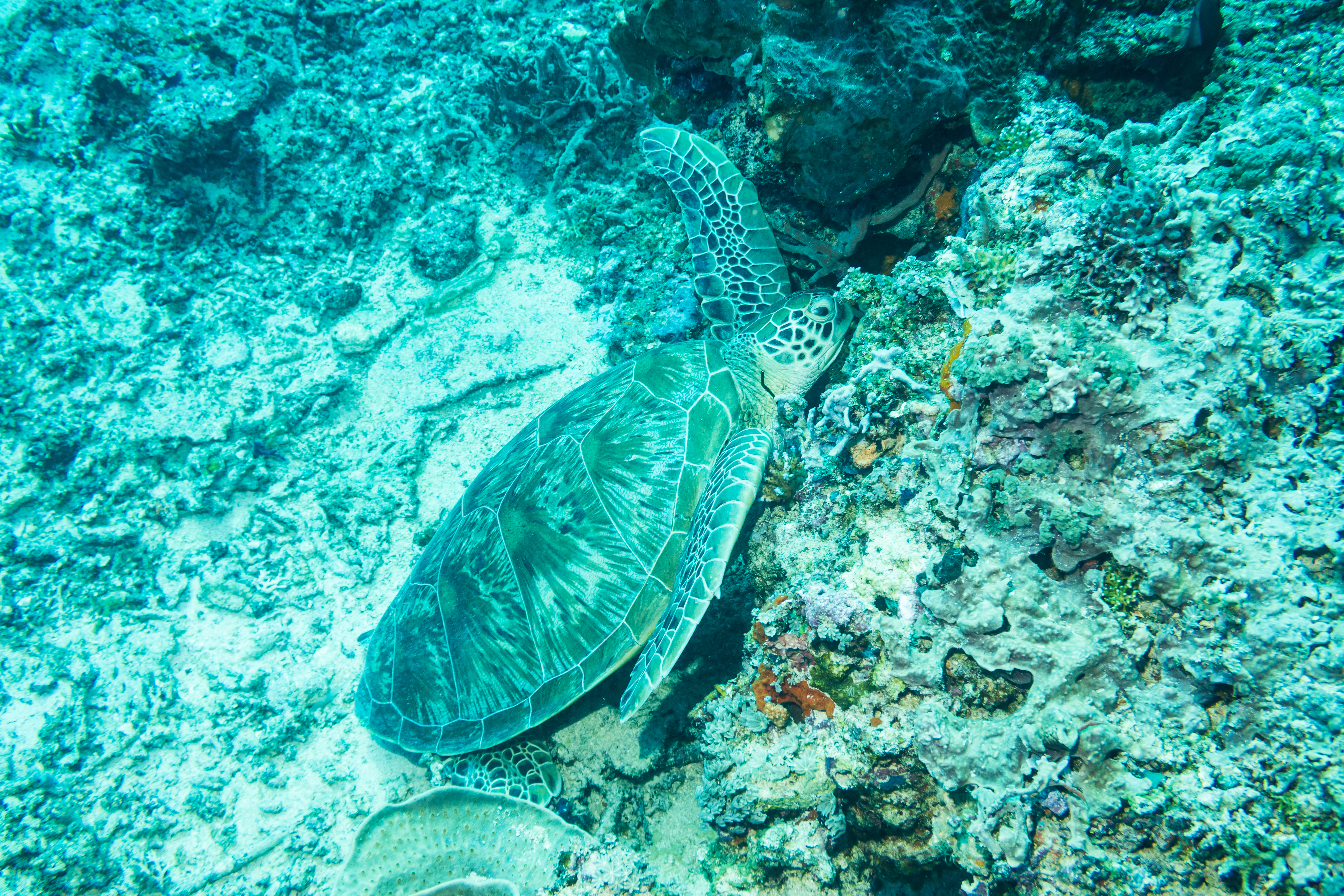 Green Sea Turtle