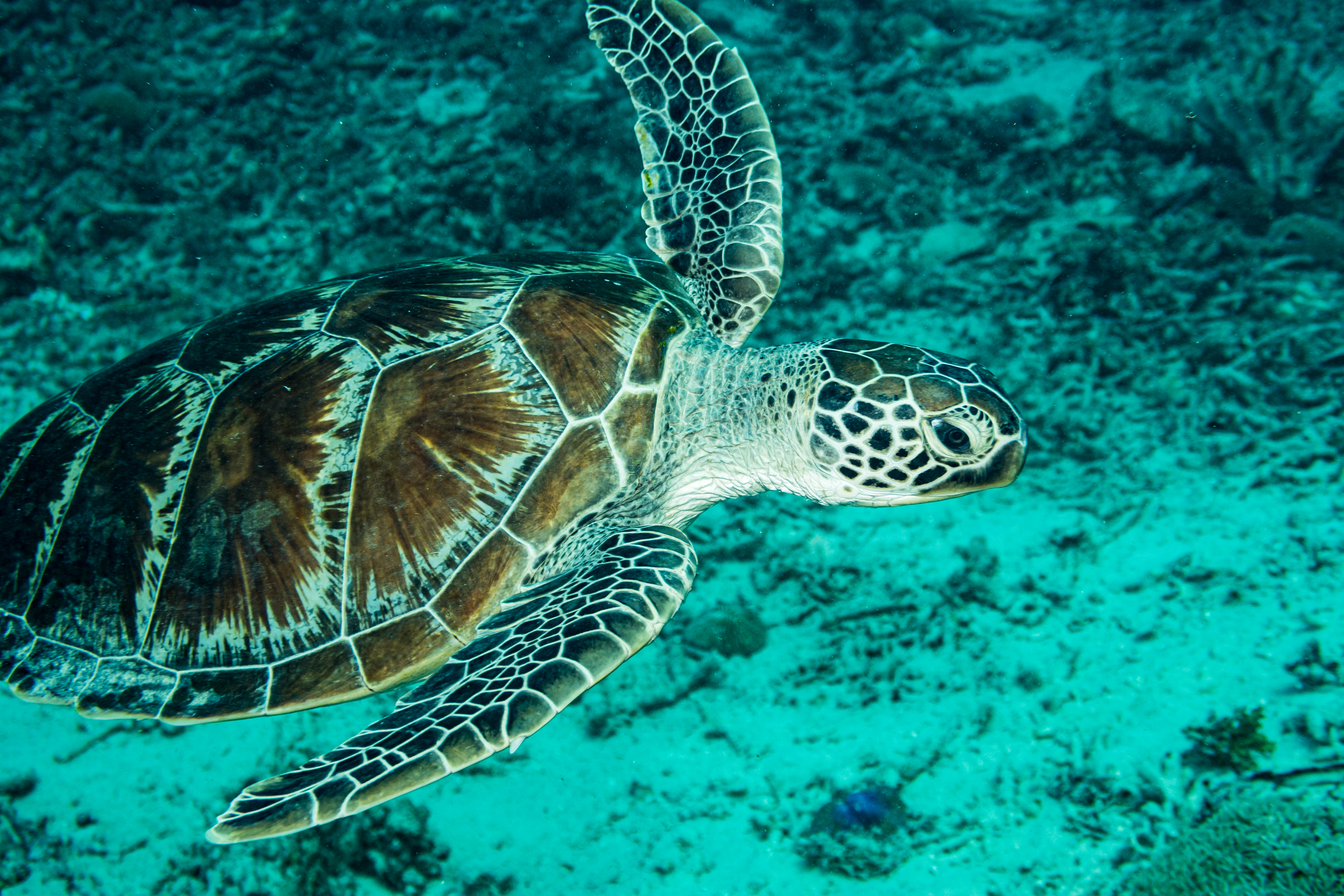 Green Sea Turtle