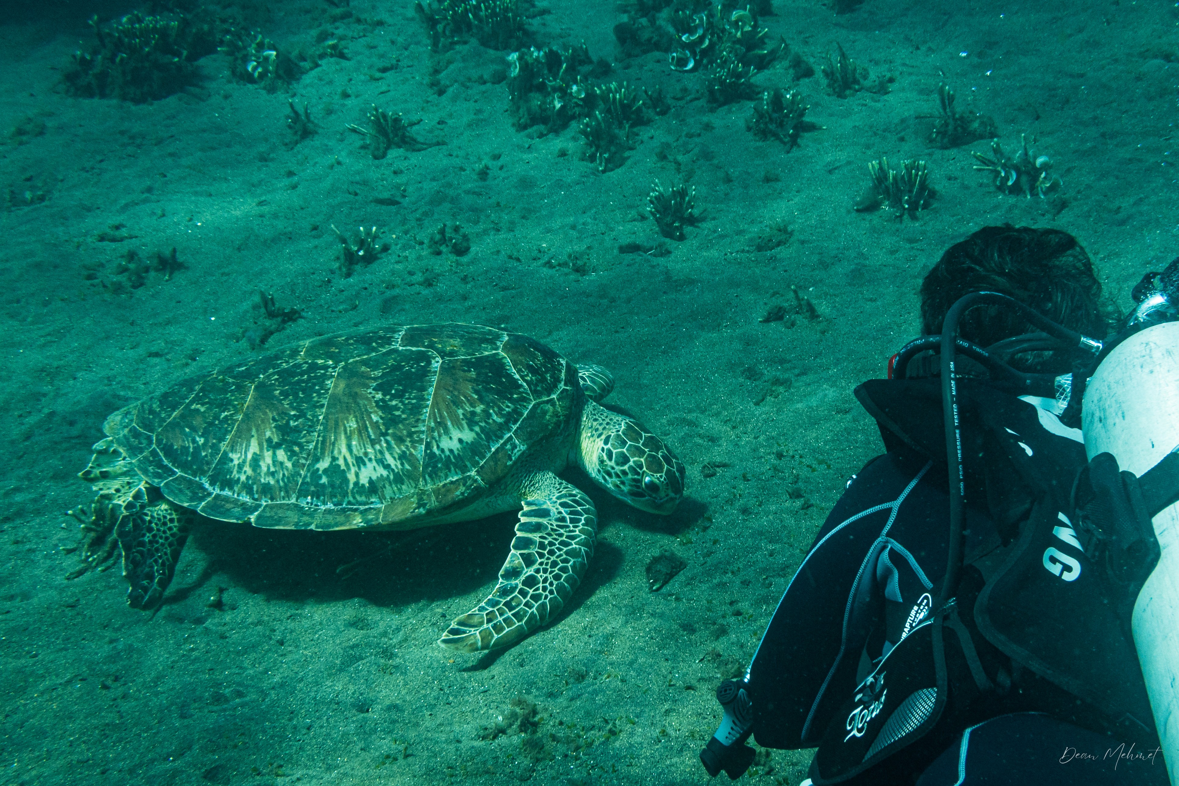Green Sea Turtle