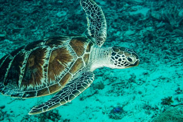 Green Sea Turtle - Photo 3
