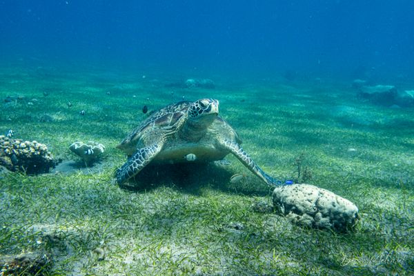 Green Sea Turtle