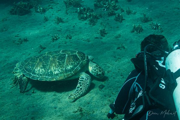 Green Sea Turtle - Photo 7
