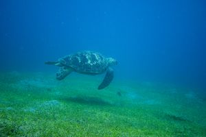 Green Sea Turtle