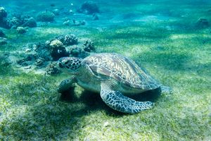 Green Sea Turtle