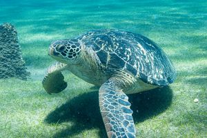 Green Sea Turtle