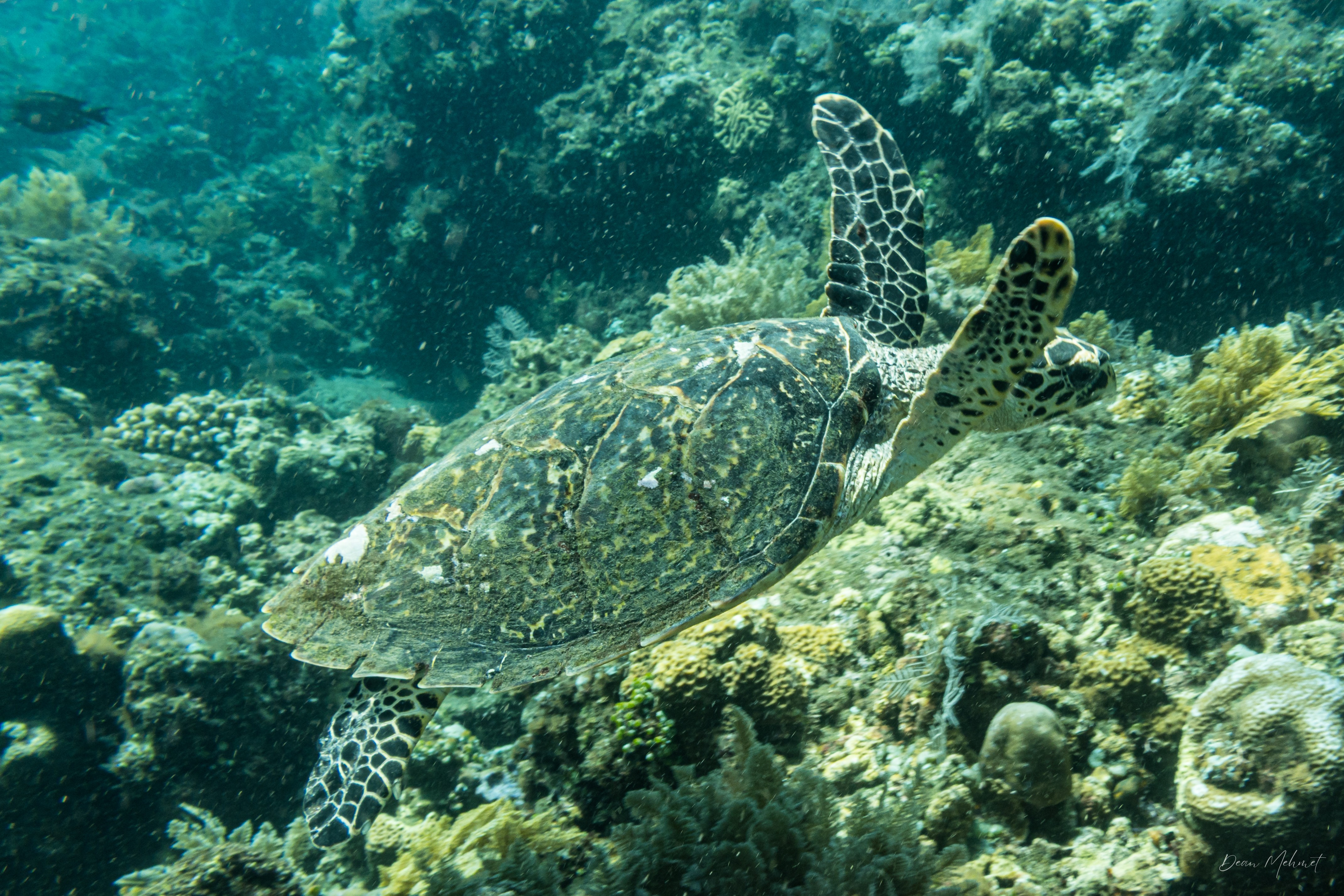 Hawksbill Sea Turtle