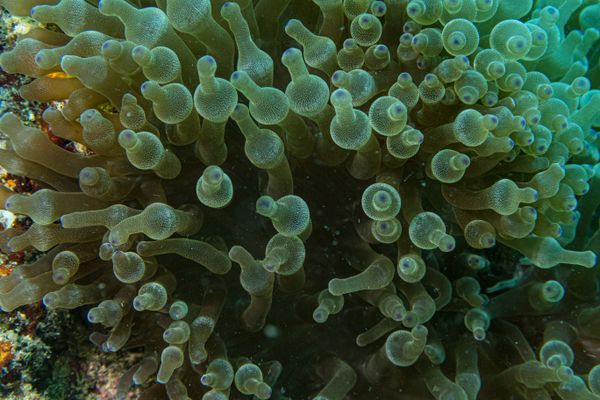 Bubble-tip Anemone - Photo 1