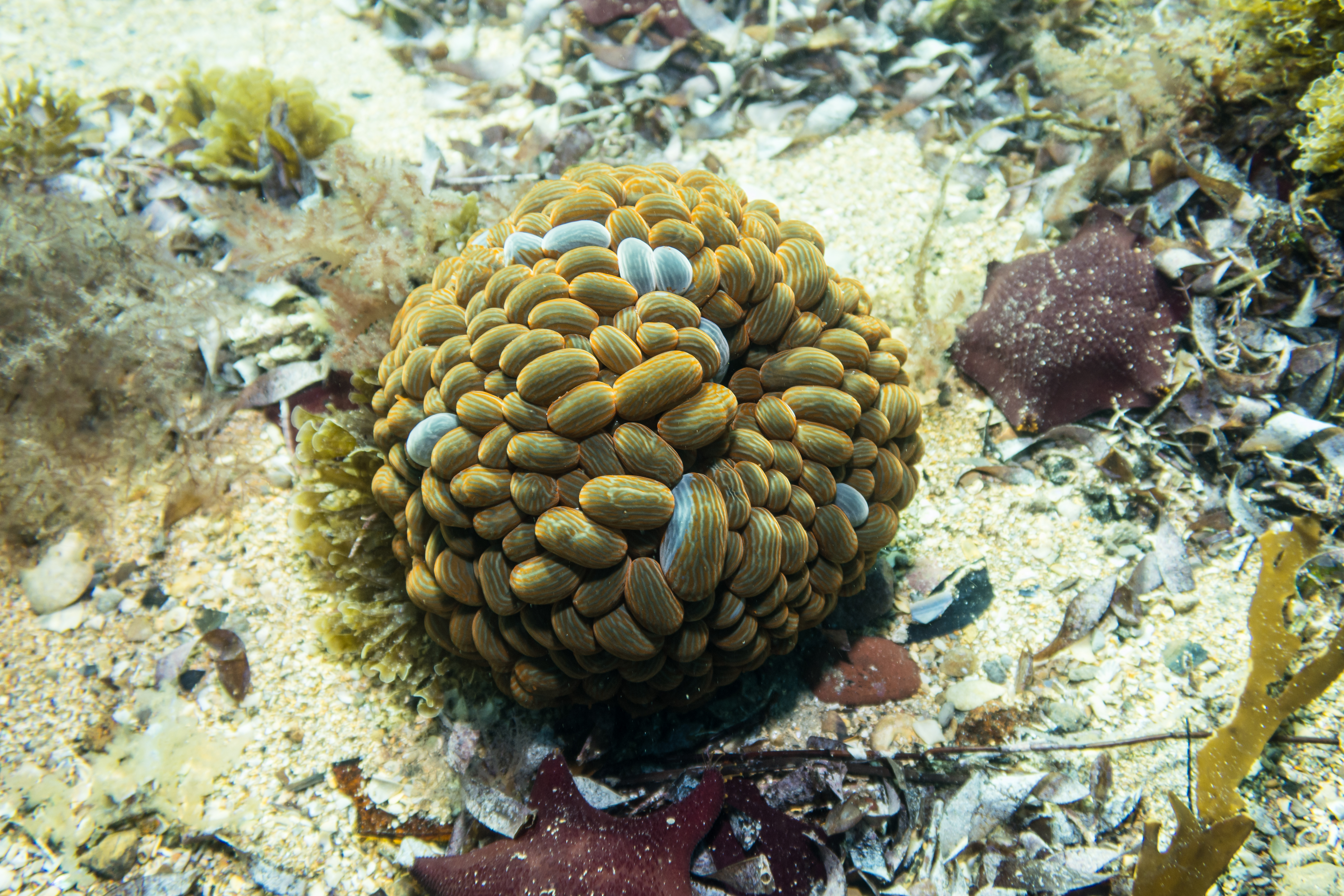 Wandering Sea Anemone