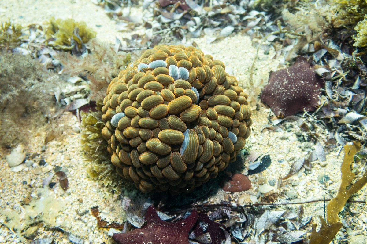 Wandering Sea Anemone