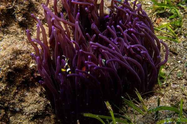Sebae Anemone - Photo 1